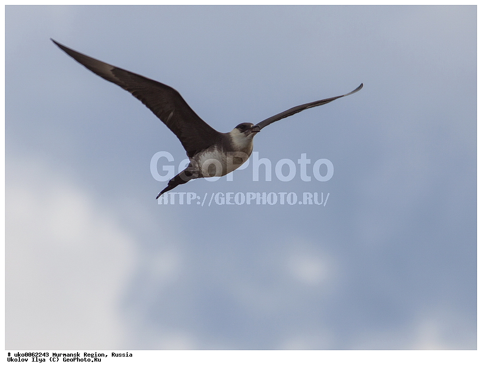 ���������� �������, �������� ����������, ������, ��������� ����, ���������, �������, �������� ��������� �����, ���������, ������, ��������, ��������, �����, �����, ��������, �����������, ������� �����, ������� �����, XYZ, ������������, Stercorariidae, �������������� ��������, Stercorarius parasiticus