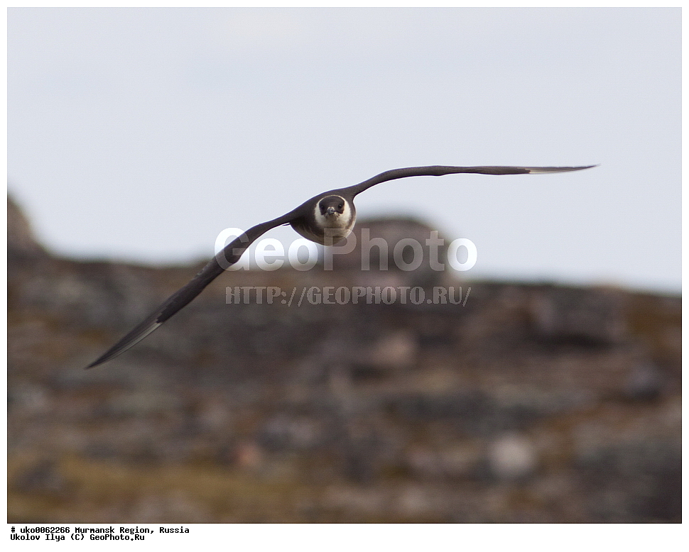 ���������� �������, �������� ����������, ������, ��������� ����, ���������, �������, �������� ��������� �����, ���������, ������, ��������, ��������, �����, �����, ��������, �����������, ������� �����, ������� �����, XYZ, ������������, Stercorariidae, �������������� ��������, Stercorarius parasiticus