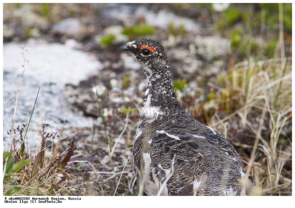 ���������� �������, �������� ����������, ������, ��������� ����, ���������, �������, �������� ��������� �����, ���������, ������, ��������, ��������, �����, �����, ��������, �����������, XYZ, �����������, Tetraonidae, ��������� ���������, ��������� ���������, Lagopus mutus, Lagopus muta