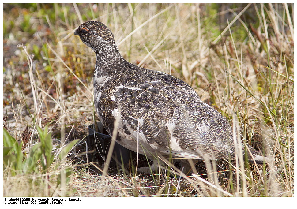 ���������� �������, �������� ����������, ������, ��������� ����, ���������, �������, �������� ��������� �����, ���������, ������, ��������, ��������, �����, �����, ��������, �����������, XYZ, �����������, Tetraonidae, ��������� ���������, ��������� ���������, Lagopus mutus, Lagopus muta