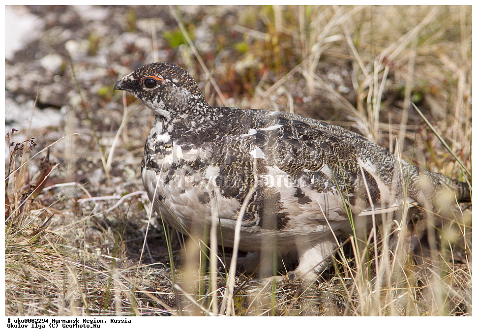 ���������� �������, �������� ����������, ������, ��������� ����, ���������, �������, �������� ��������� �����, ���������, ������, ��������, ��������, �����, �����, ��������, �����������, XYZ, �����������, Tetraonidae, ��������� ���������, ��������� ���������, Lagopus mutus, Lagopus muta