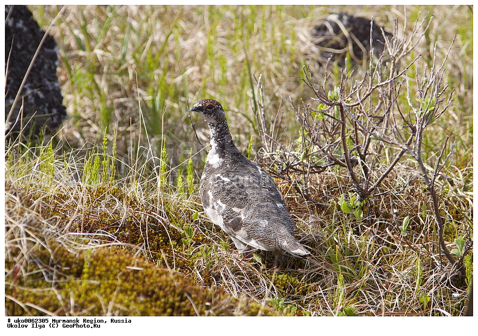 ���������� �������, �������� ����������, ������, ��������� ����, ���������, �������, �������� ��������� �����, ���������, ������, ��������, ��������, �����, �����, ��������, �����������, XYZ, �����������, Tetraonidae, ��������� ���������, ��������� ���������, Lagopus mutus, Lagopus muta