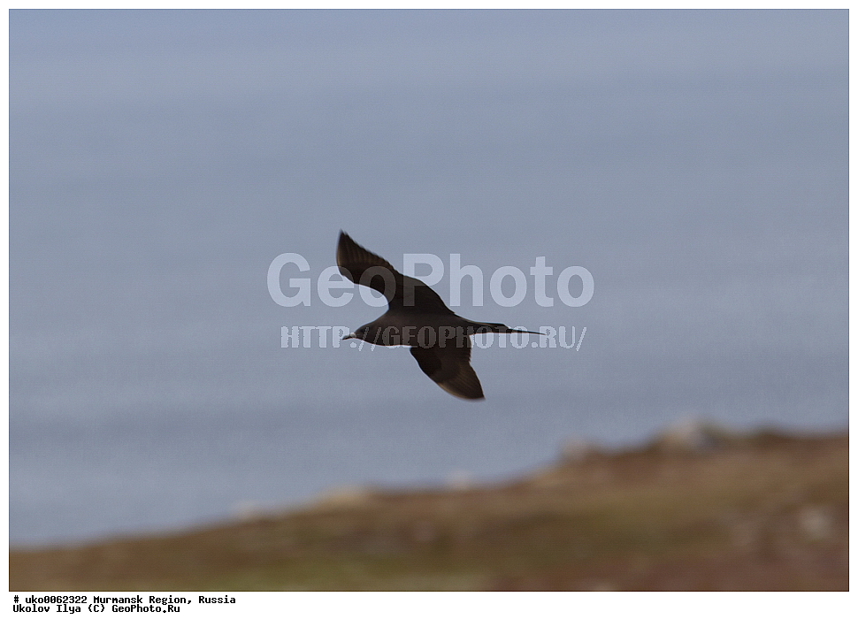 ���������� �������, �������� ����������, ������, ��������� ����, ���������, �������, �������� ��������� �����, ���������, ������, ��������, ��������, �����, �����, ��������, �����������, ������� �����, ������� �����, XYZ, ������������, Stercorariidae, �������������� ��������, Stercorarius parasiticus