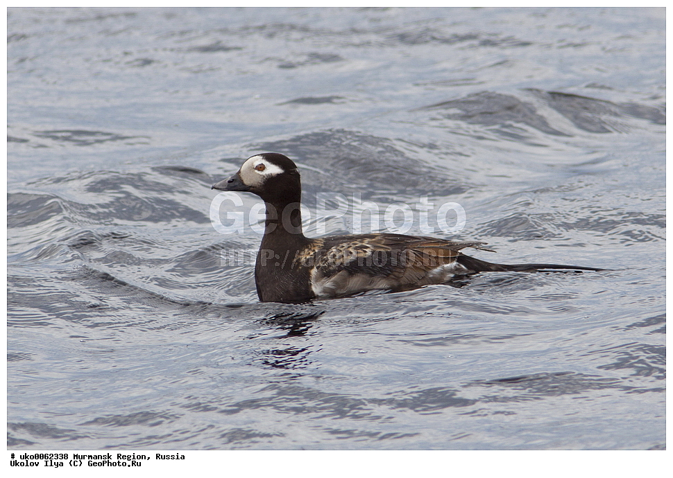  ���������� �������, �������� ����������, ������, ��������� ����, ���������, �������, �������� ��������� �����, ���������, ������, ��������, ��������, �����, �����, ��������, �����������, �����������������, ������������� �����, ������������� �����, XYZ, ������, Anatidae, �������, Clangula hyemalis