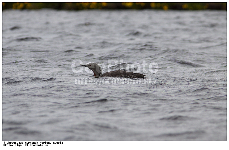 ���������� �������, �������� ����������, ������, ��������� ����, ���������, �������, �������� ��������� �����, ���������, ������, ��������, ��������, �����, �����, ��������, �����������, ������� �����, ������� �����, XYZ, ���������, Gaviidae, ����������� ������, Gavia stellata