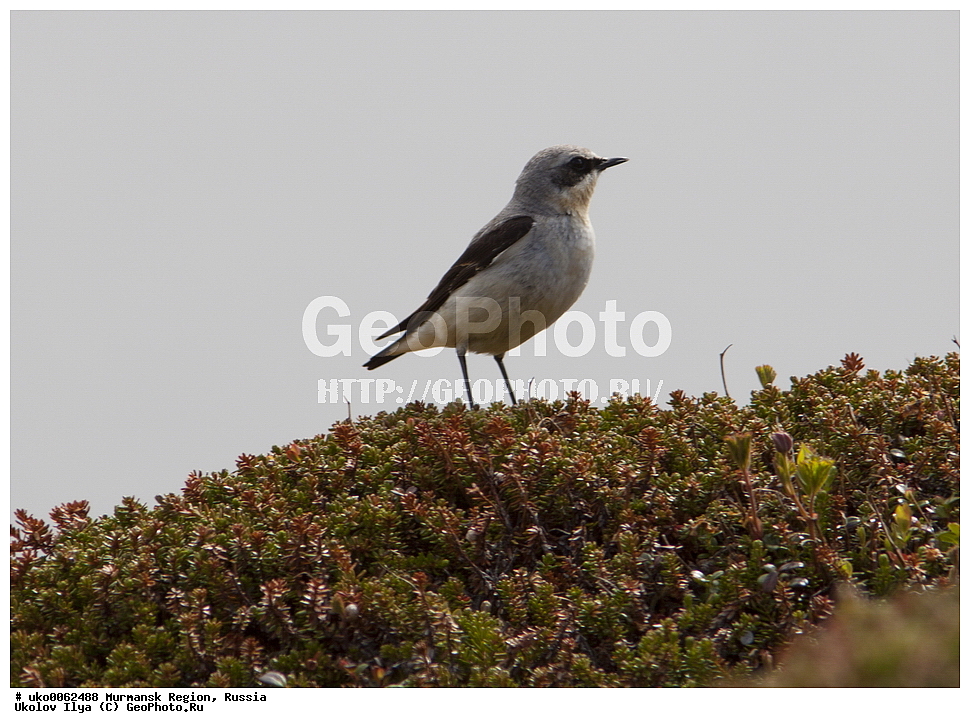 ���������� �������, �������� ����������, ������, ��������� ����, ���������, �������, �������� ��������� �����, ���������, ������, ��������, ��������, �����, �����, ��������, �����������, XYZ, ������������, Muscicapidae, ������������ �������, �������, Oenanthe oenanthe