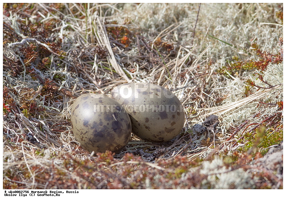 ���������� �������, �������� ����������, ������, ��������� ����, ���������, �������, �������� ��������� �����, ���������, ������, ��������, ��������, �����, �����, ��������, �����������, ������� �����, ������� �����, XYZ, ������������, Stercorariidae, �������������� ��������, Stercorarius parasiticus