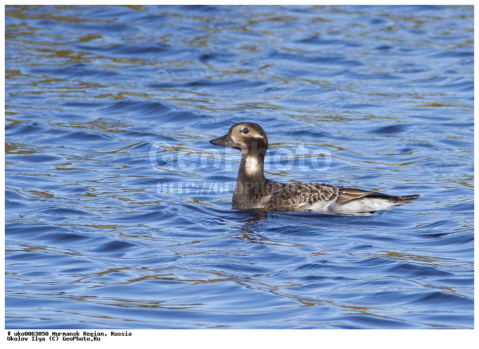  ���������� �������, �������� ����������, ������, ��������� ����, ���������, �������, �������� ��������� �����, ���������, ������, ��������, ��������, �����, �����, ��������, �����������, �����������������, ������������� �����, ������������� �����, XYZ, ������, Anatidae, �������, Clangula hyemalis