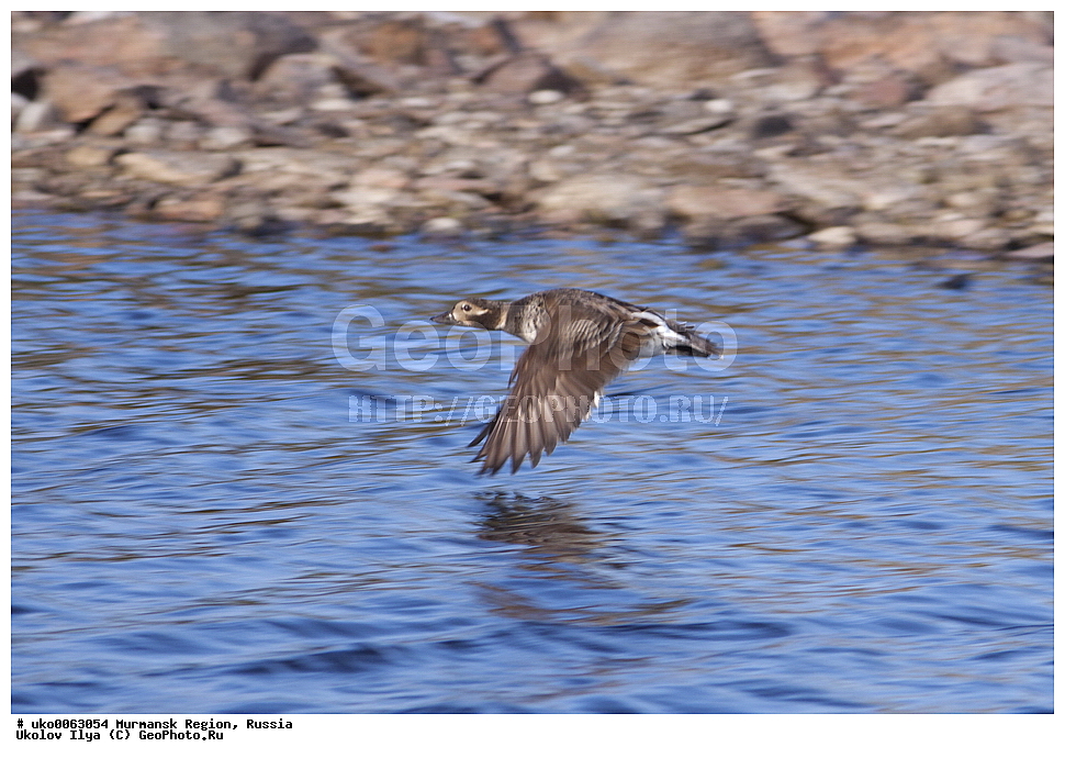  ���������� �������, �������� ����������, ������, ��������� ����, ���������, �������, �������� ��������� �����, ���������, ������, ��������, ��������, �����, �����, ��������, �����������, �����������������, ������������� �����, ������������� �����, XYZ, ������, Anatidae, �������, Clangula hyemalis