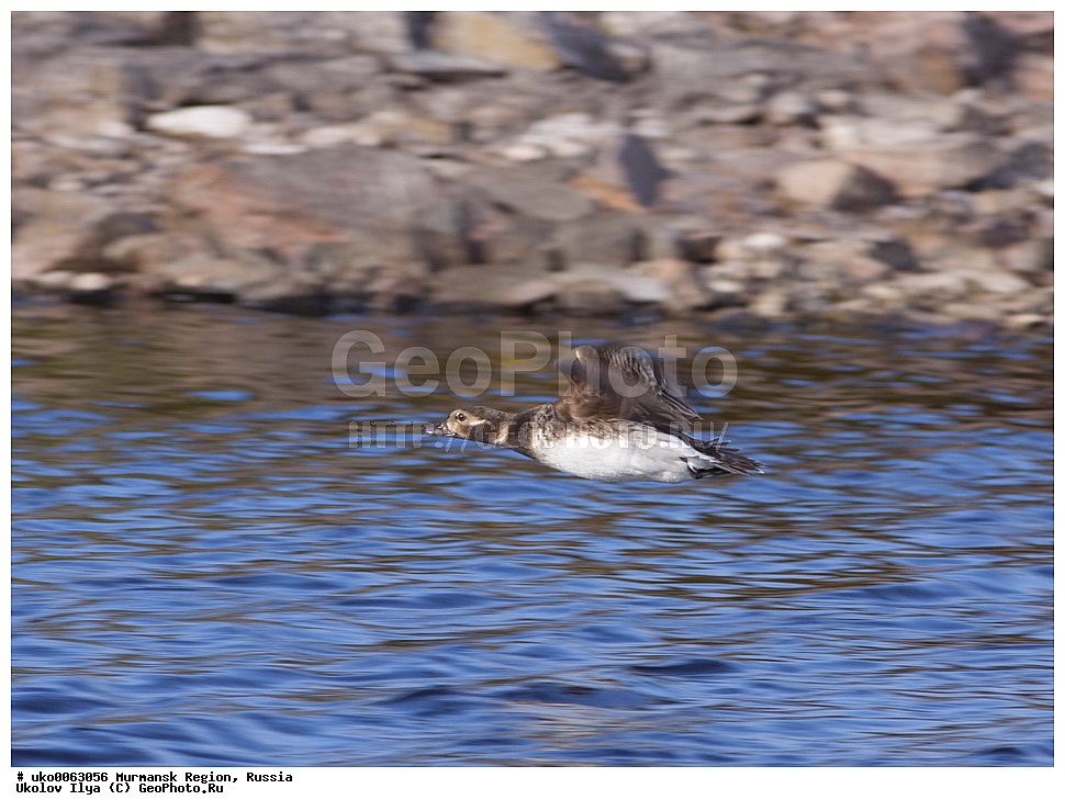  ���������� �������, �������� ����������, ������, ��������� ����, ���������, �������, �������� ��������� �����, ���������, ������, ��������, ��������, �����, �����, ��������, �����������, �����������������, ������������� �����, ������������� �����, XYZ, ������, Anatidae, �������, Clangula hyemalis