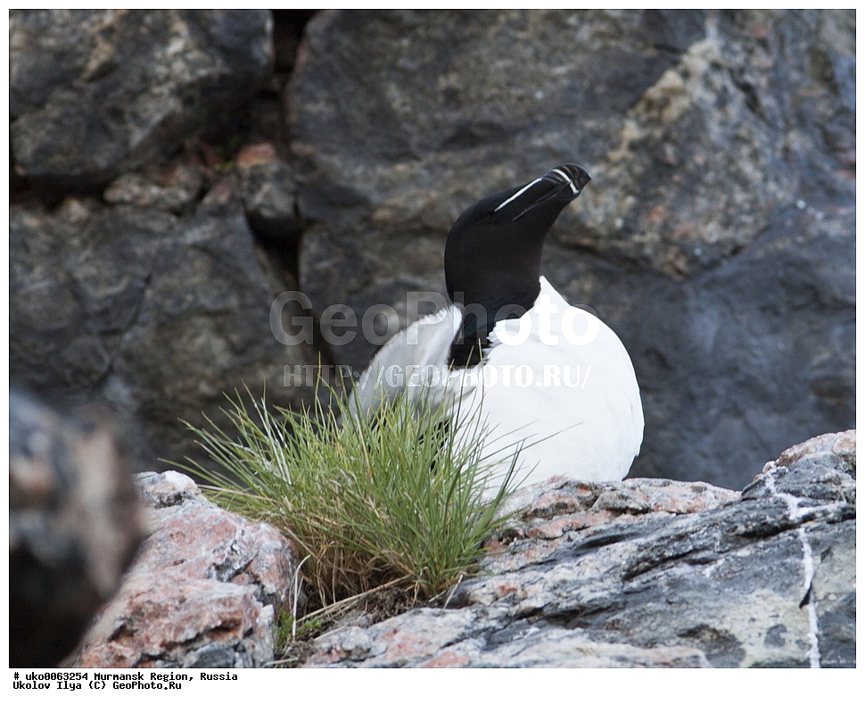 ���������� �������, �������� ����������, ������, ��������� ����, ���������, �������, �������� ��������� �����, ���������, ������, ��������, ��������, �����, �����, ��������, �����������, ������� �����, ������� �����, XYZ, ����������, Alcidae, �������, Alca torda