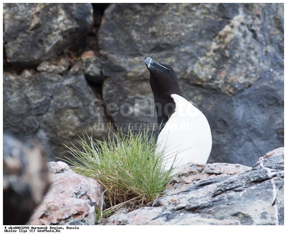 ���������� �������, �������� ����������, ������, ��������� ����, ���������, �������, �������� ��������� �����, ���������, ������, ��������, ��������, �����, �����, ��������, �����������, ������� �����, ������� �����, XYZ, ����������, Alcidae, �������, Alca torda