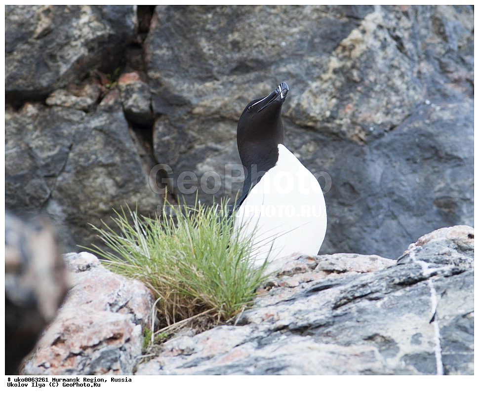 ���������� �������, �������� ����������, ������, ��������� ����, ���������, �������, �������� ��������� �����, ���������, ������, ��������, ��������, �����, �����, ��������, �����������, ������� �����, ������� �����, XYZ, ����������, Alcidae, �������, Alca torda