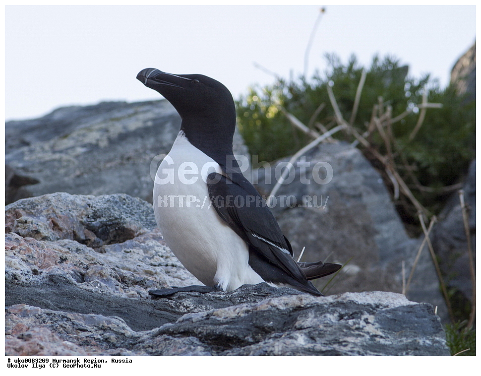 ���������� �������, �������� ����������, ������, ��������� ����, ���������, �������, �������� ��������� �����, ���������, ������, ��������, ��������, �����, �����, ��������, �����������, ������� �����, ������� �����, XYZ, ����������, Alcidae, �������, Alca torda