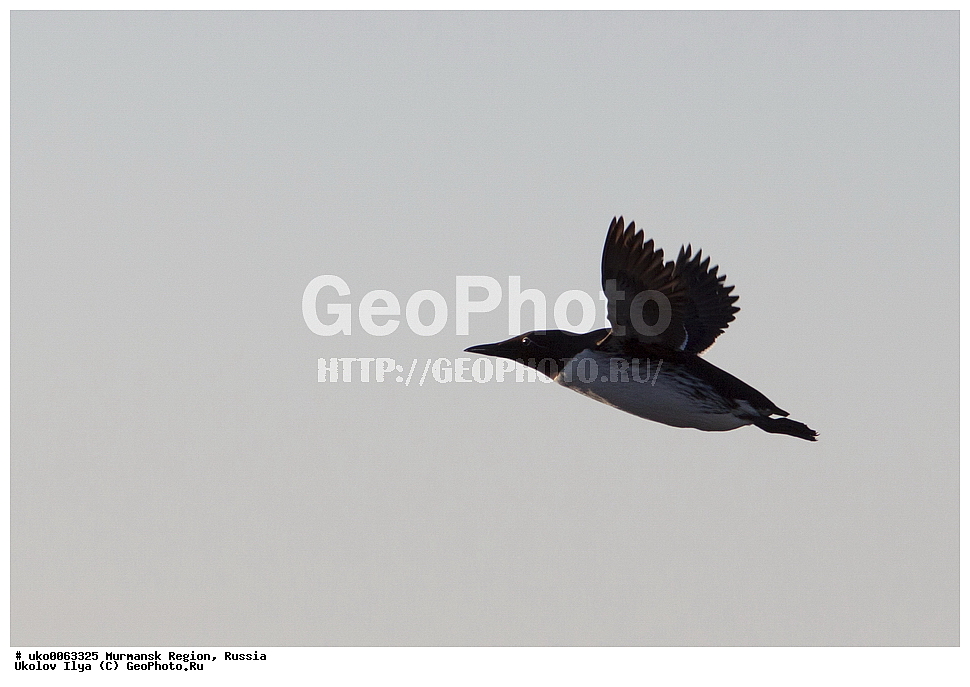 ���������� �������, �������� ����������, ������, ��������� ����, ���������, �������, �������� ��������� �����, ���������, ������, ��������, ��������, �����, �����, ��������, �����������, ������� �����, ������� �����, XYZ, ����������, Alcidae, ����������� �����, ������������ �����, Uria aalge