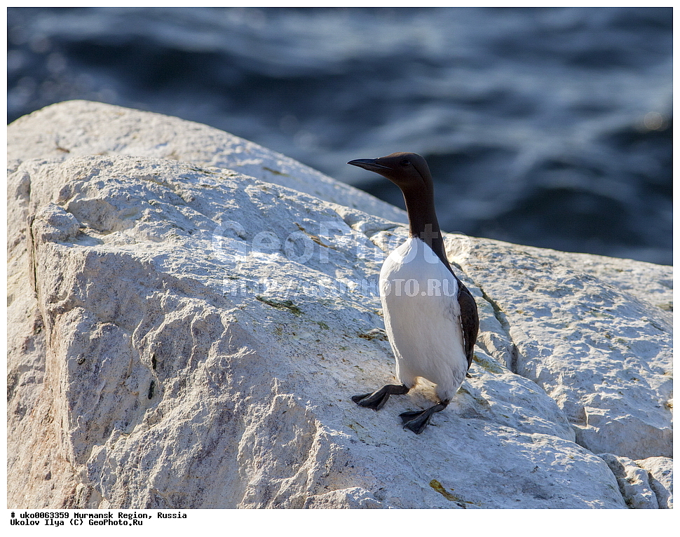 ���������� �������, �������� ����������, ������, ��������� ����, ���������, �������, �������� ��������� �����, ���������, ������, ��������, ��������, �����, �����, ��������, �����������, ������� �����, ������� �����, XYZ, ����������, Alcidae, ����������� �����, ������������ �����, Uria aalge