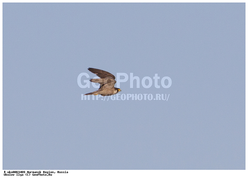 ���������� �������, �������� ����������, ������, ��������� ����, ���������, �������, �������� ��������� �����, ���������, ������, ��������, ��������, �����, �����, ��������, �����������, ������ �����, ������ �����, XYZ, ���������, Falconidae, ������, Falco peregrinus