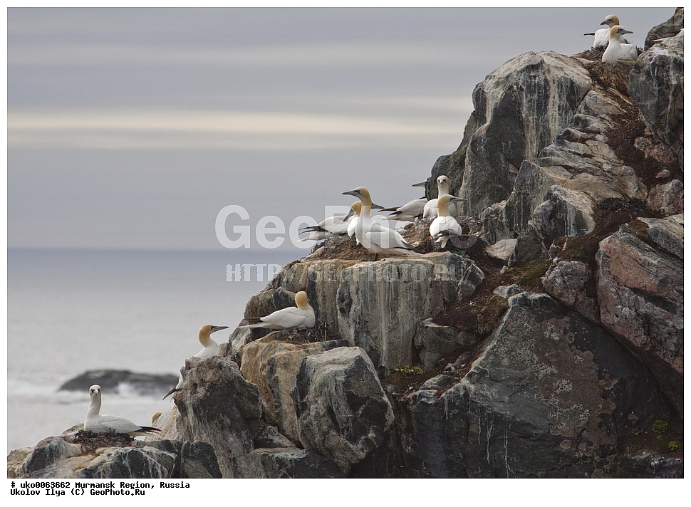 ���������� �������, �������� ����������, ������, ��������� ����, ���������, �������, �������� ��������� �����, ���������, ������, ��������, ��������, �����, �����, ��������, �����������, �����������������, ���������� �������, �������� ����������, ������, ��������� ����, ���������, �������, �������� ��������� �����, ���������, ������, ��������, ��������, �����, �����, ��������, �����������, ������� �����, ������� �����, XYZ, ��������, Sulidae, �������� �����, Morus bassanus, Sula bassana�����, ������������� �����, XYZ, ������, Anatidae, �������, Clangula hyemalis