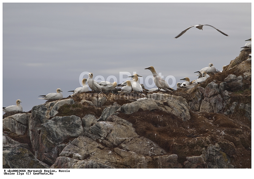 ���������� �������, �������� ����������, ������, ��������� ����, ���������, �������, �������� ��������� �����, ���������, ������, ��������, ��������, �����, �����, ��������, �����������, �����������������, ���������� �������, �������� ����������, ������, ��������� ����, ���������, �������, �������� ��������� �����, ���������, ������, ��������, ��������, �����, �����, ��������, �����������, ������� �����, ������� �����, XYZ, ��������, Sulidae, �������� �����, Morus bassanus, Sula bassana�����, ������������� �����, XYZ, ������, Anatidae, �������, Clangula hyemalis