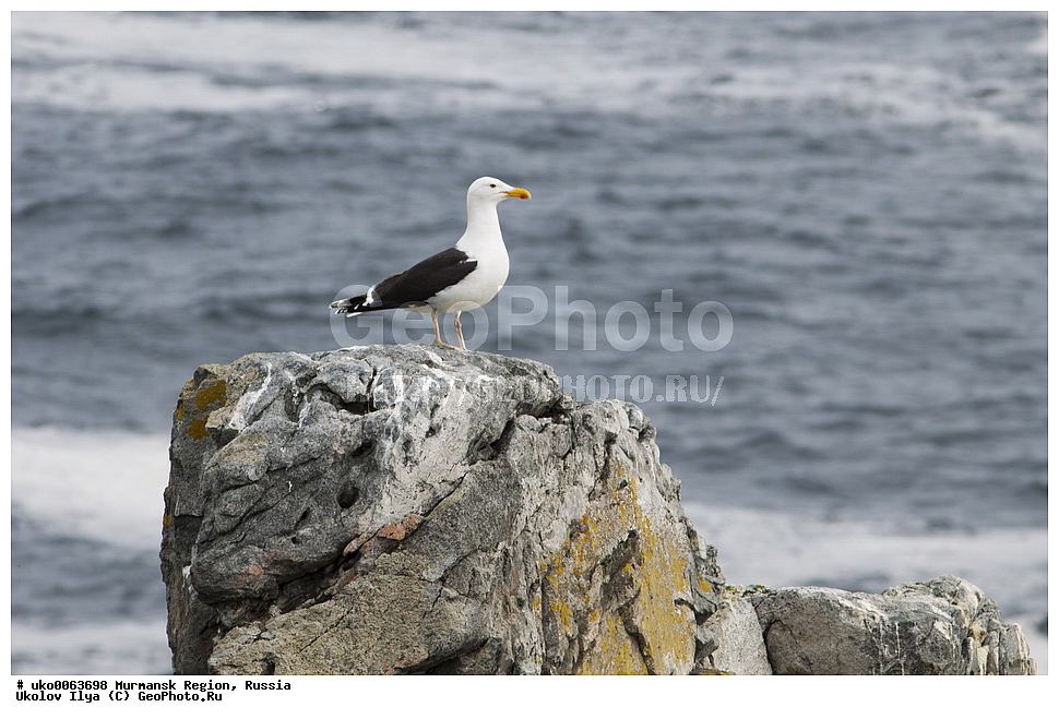 ���������� �������, �������� ����������, ������, ��������� ����, ���������, �������, �������� ��������� �����, ���������, ������, ��������, ��������, �����, �����, ��������, �����������, ������� �����, ������� �����, XYZ, ��������, Laridae, ������� �����, Larus marinus