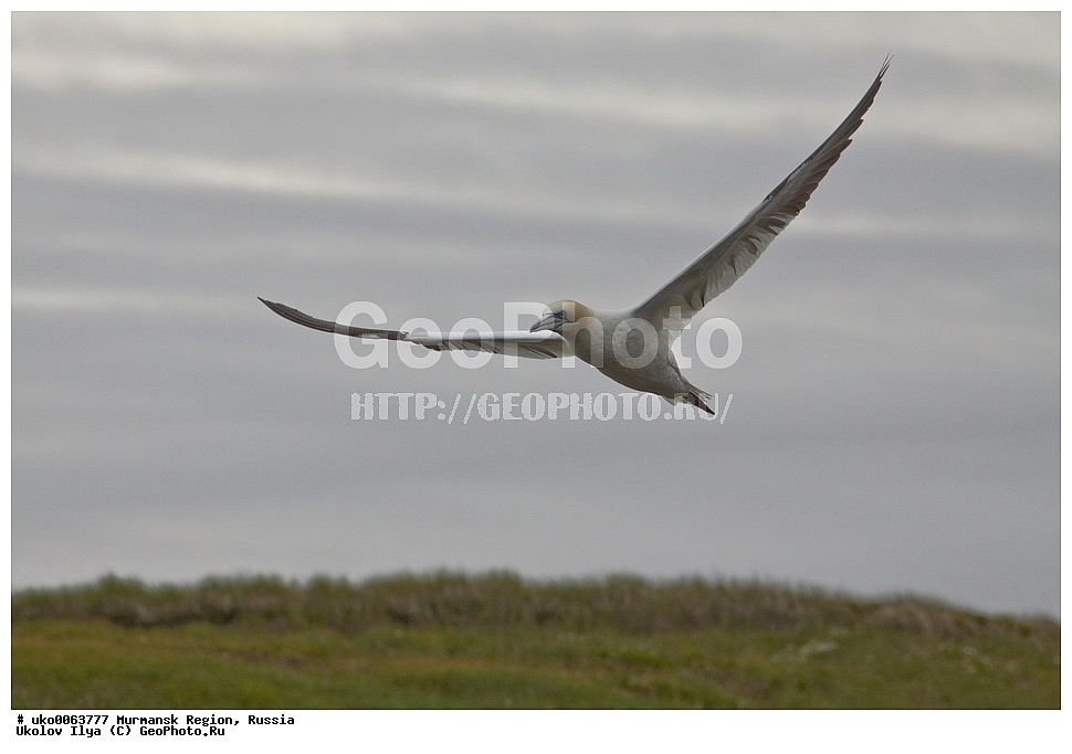 ���������� �������, �������� ����������, ������, ��������� ����, ���������, �������, �������� ��������� �����, ���������, ������, ��������, ��������, �����, �����, ��������, �����������, �����������������, ���������� �������, �������� ����������, ������, ��������� ����, ���������, �������, �������� ��������� �����, ���������, ������, ��������, ��������, �����, �����, ��������, �����������, ������� �����, ������� �����, XYZ, ��������, Sulidae, �������� �����, Morus bassanus, Sula bassana�����, ������������� �����, XYZ, ������, Anatidae, �������, Clangula hyemalis