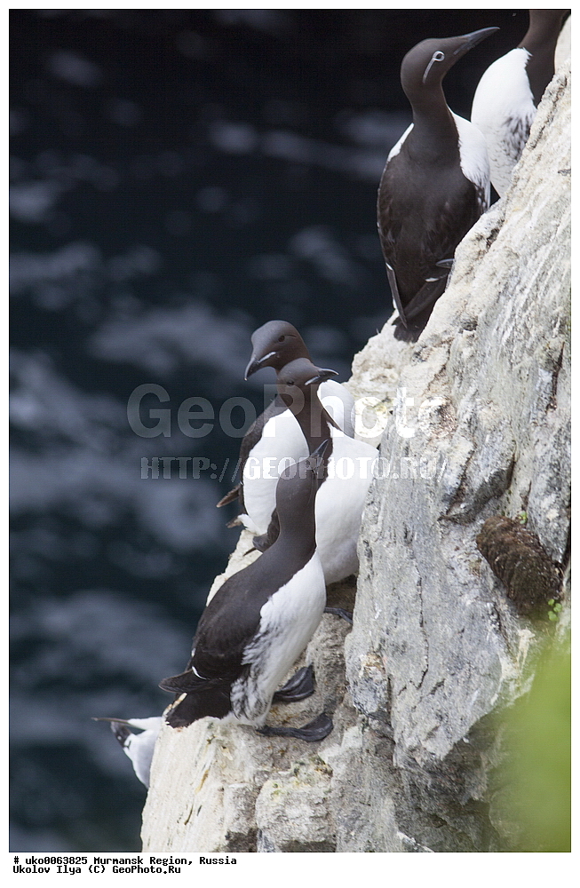 ���������� �������, �������� ����������, ������, ��������� ����, ���������, �������, �������� ��������� �����, ���������, ������, ��������, ��������, �����, �����, ��������, �����������, ������� �����, ������� �����, XYZ, ����������, Alcidae, ������������ �����, ������������� �����, Uria lomvia