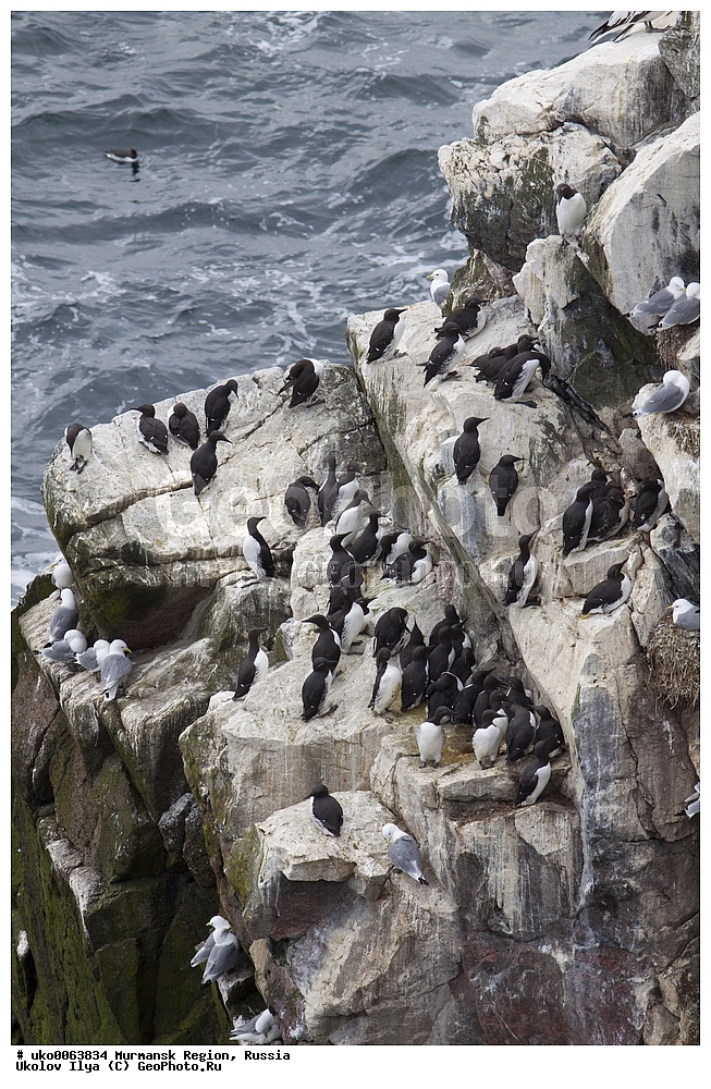 ���������� �������, �������� ����������, ������, ��������� ����, ���������, �������, �������� ��������� �����, ���������, ������, ��������, ��������, �����, �����, ��������, �����������, ������� �����, ������� �����, XYZ, ����������, Alcidae, ����������� �����, ������������ �����, Uria aalge