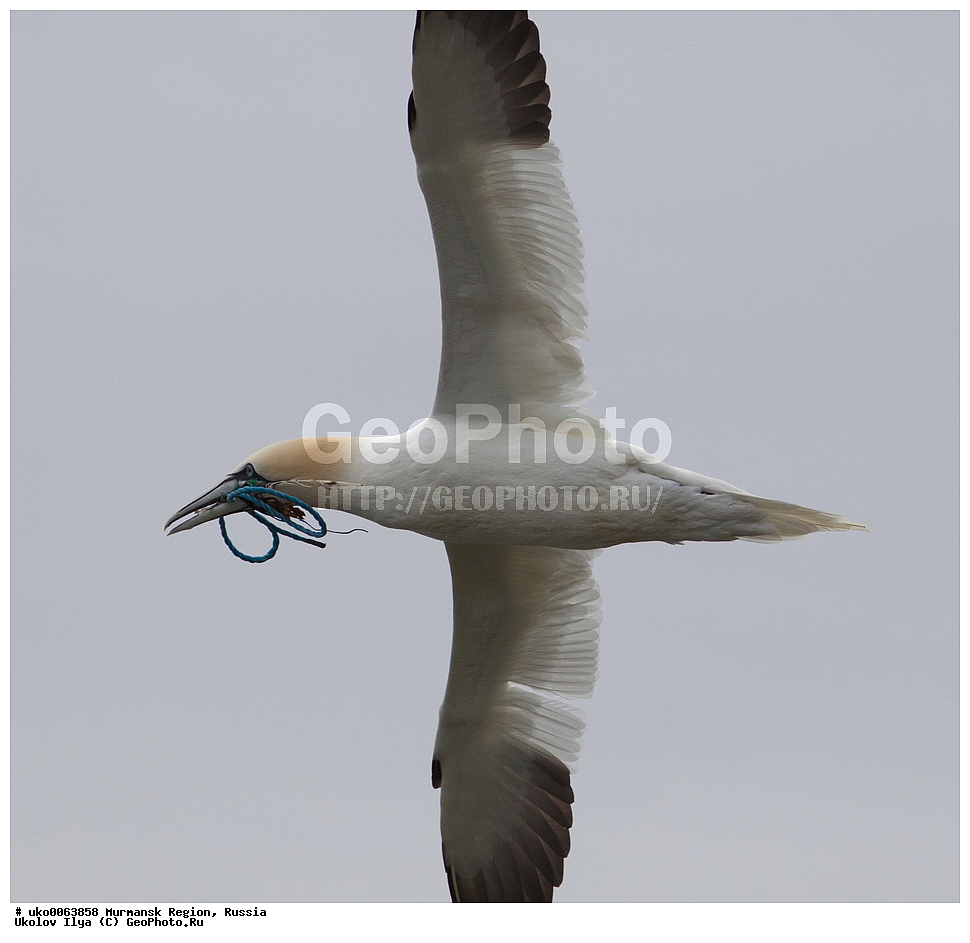 ���������� �������, �������� ����������, ������, ��������� ����, ���������, �������, �������� ��������� �����, ���������, ������, ��������, ��������, �����, �����, ��������, �����������, �����������������, ���������� �������, �������� ����������, ������, ��������� ����, ���������, �������, �������� ��������� �����, ���������, ������, ��������, ��������, �����, �����, ��������, �����������, ������� �����, ������� �����, XYZ, ��������, Sulidae, �������� �����, Morus bassanus, Sula bassana�����, ������������� �����, XYZ, ������, Anatidae, �������, Clangula hyemalis