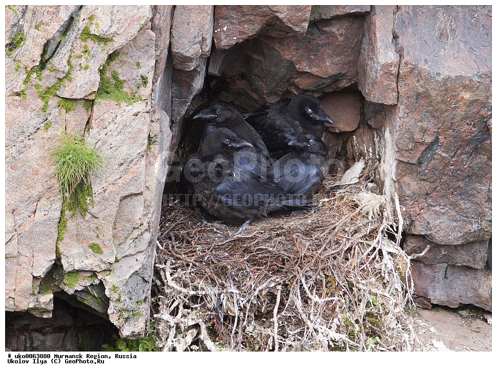 ���������� �������, �������� ����������, ������, ��������� ����, ���������, �������, �������� ��������� �����, ���������, ������, ��������, ��������, �����, �����, ��������, �����������, XYZ, ��������, ���������, Corvidae, �����, Corvus corax