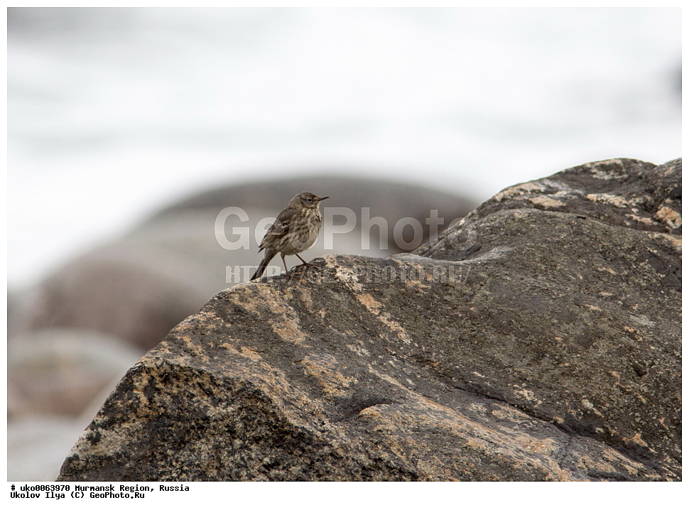 ���������� �������, �������� ����������, ������, ��������� ����, ���������, �������, �������� ��������� �����, ���������, ������, ��������, ��������, �����, �����, ��������, �����������, XYZ, �������������, Motacillidae, ��������� �����, ��������� �����, Anthus petrosus