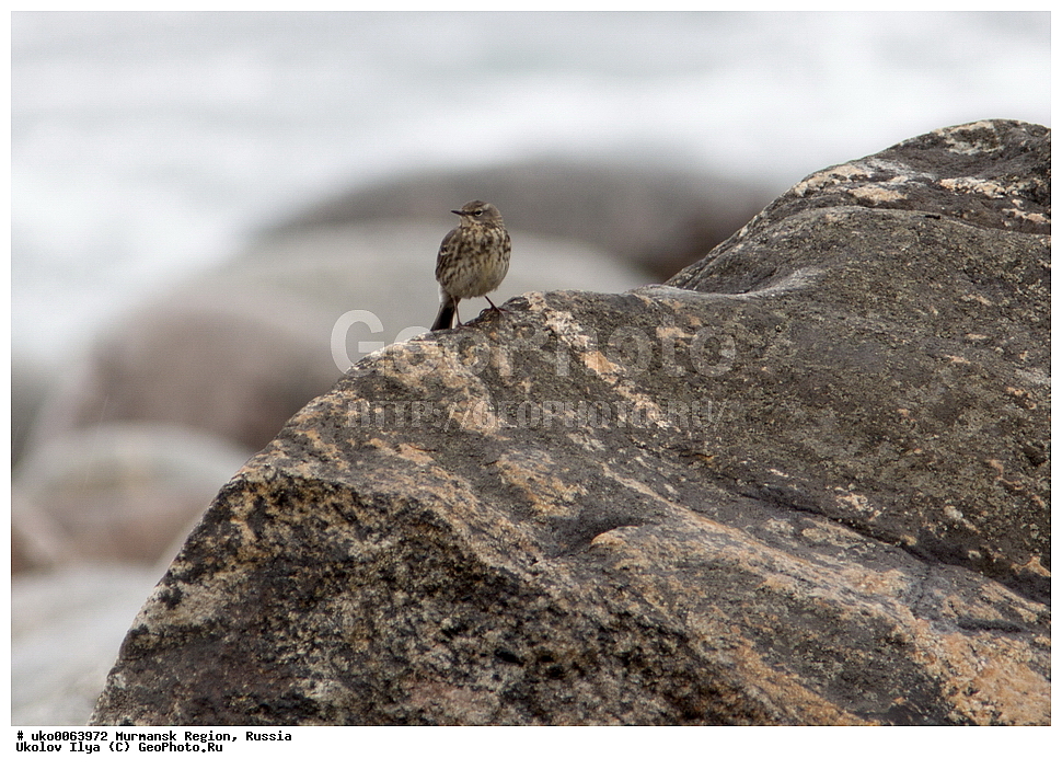 ���������� �������, �������� ����������, ������, ��������� ����, ���������, �������, �������� ��������� �����, ���������, ������, ��������, ��������, �����, �����, ��������, �����������, XYZ, �������������, Motacillidae, ��������� �����, ��������� �����, Anthus petrosus