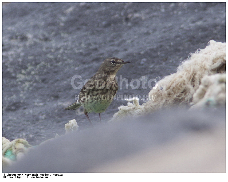 ���������� �������, �������� ����������, ������, ��������� ����, ���������, �������, �������� ��������� �����, ���������, ������, ��������, ��������, �����, �����, ��������, �����������, XYZ, �������������, Motacillidae, ��������� �����, ��������� �����, Anthus petrosus