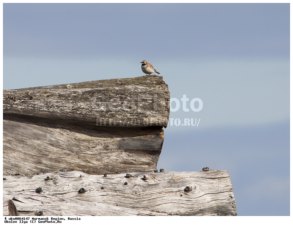 ���������� �������, �������� ����������, ������, ��������� ����, ���������, �������, �������� ��������� �����, ���������, ������, ��������, ��������, �����, �����, ��������, �����������, XYZ, ������������, Alaudidae, ������� ���������, ���, Eremophila alpestris