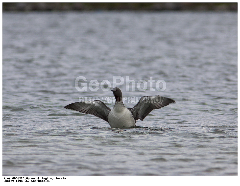 ���������� �������, �������� ����������, ������, ��������� ����, ���������, �������, �������� ��������� �����, ���������, ������, ��������, ��������, �����, �����, ��������, �����������, ������� �����, ������� �����, XYZ, ���������, Gaviidae, ����������� ������, Gavia stellata