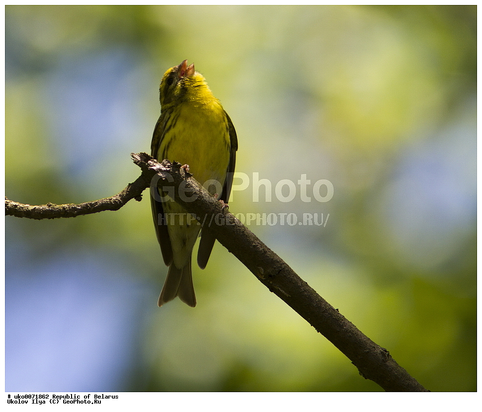 ����������, ��������, ���������� ��������, ��������, ��������, �����, �����, ��������, �����������, XYZ, ���������, Fringillidae, ����������� ������, ����������� ������, ����������, Serinus serinus