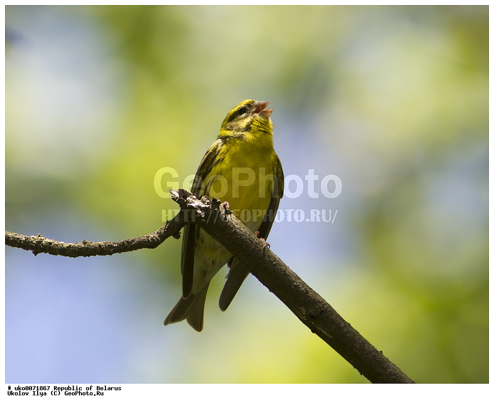 ����������, ��������, ���������� ��������, ��������, ��������, �����, �����, ��������, �����������, XYZ, ���������, Fringillidae, ����������� ������, ����������� ������, ����������, Serinus serinus