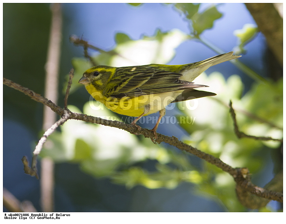 ����������, ��������, ���������� ��������, ��������, ��������, �����, �����, ��������, �����������, XYZ, ���������, Fringillidae, ����������� ������, ����������� ������, ����������, Serinus serinus