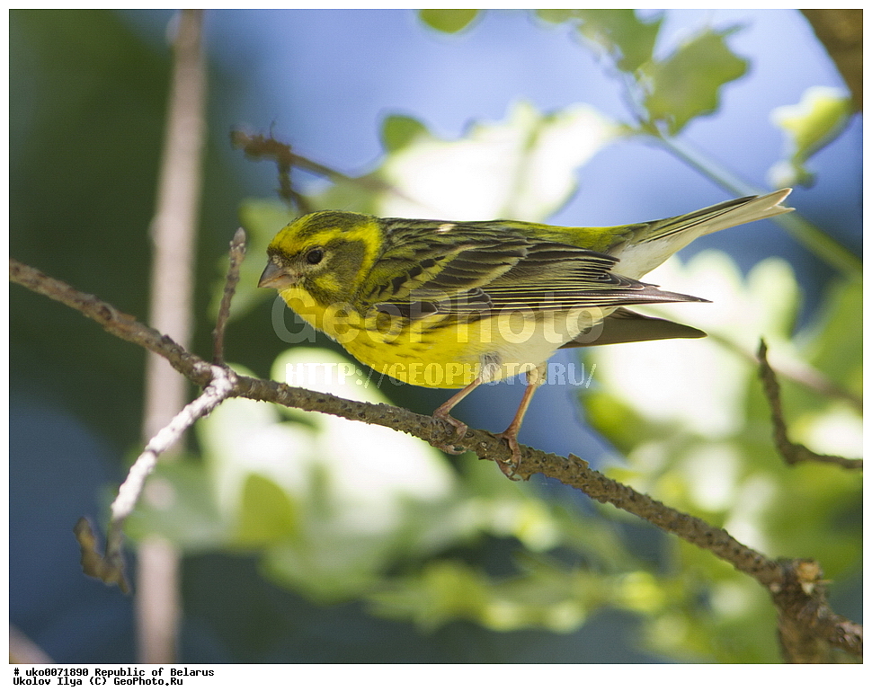 ����������, ��������, ���������� ��������, ��������, ��������, �����, �����, ��������, �����������, XYZ, ���������, Fringillidae, ����������� ������, ����������� ������, ����������, Serinus serinus