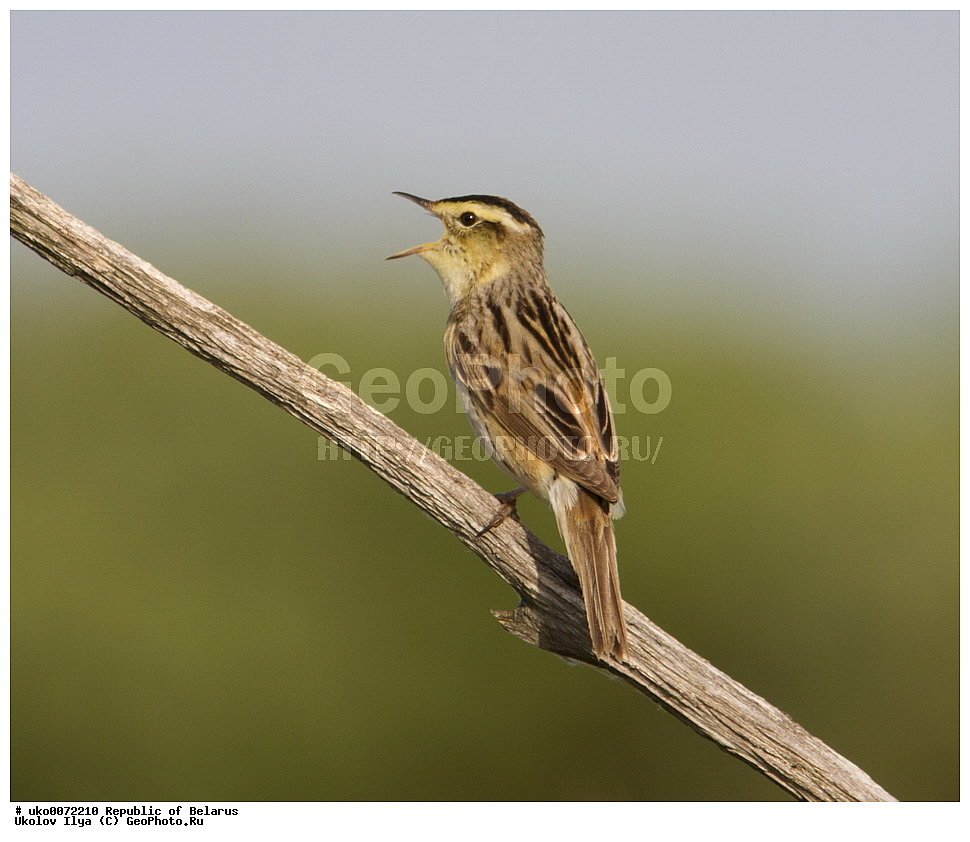 ����������, ��������, ���������� ��������, ��������, ��������, �����, �����, ��������, �����������, XYZ, ���������, Sylviidae, ��������� ���������, ��������� ��������� , ��������� ���������, Acrocephalus paludicola