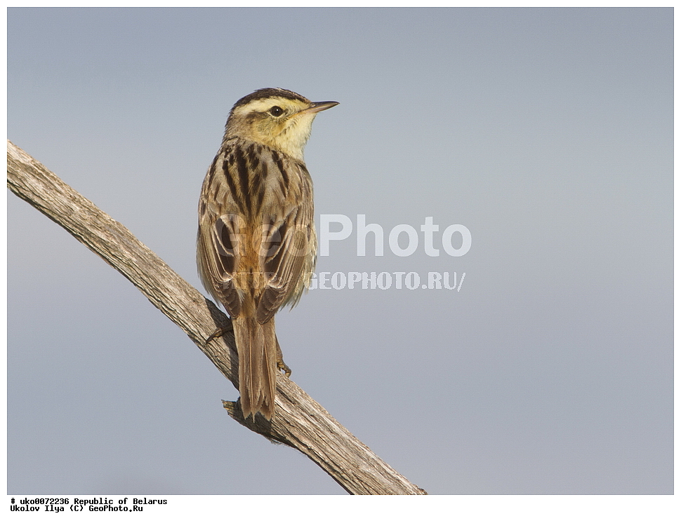 ����������, ��������, ���������� ��������, ��������, ��������, �����, �����, ��������, �����������, XYZ, ���������, Sylviidae, ��������� ���������, ��������� ��������� , ��������� ���������, Acrocephalus paludicola