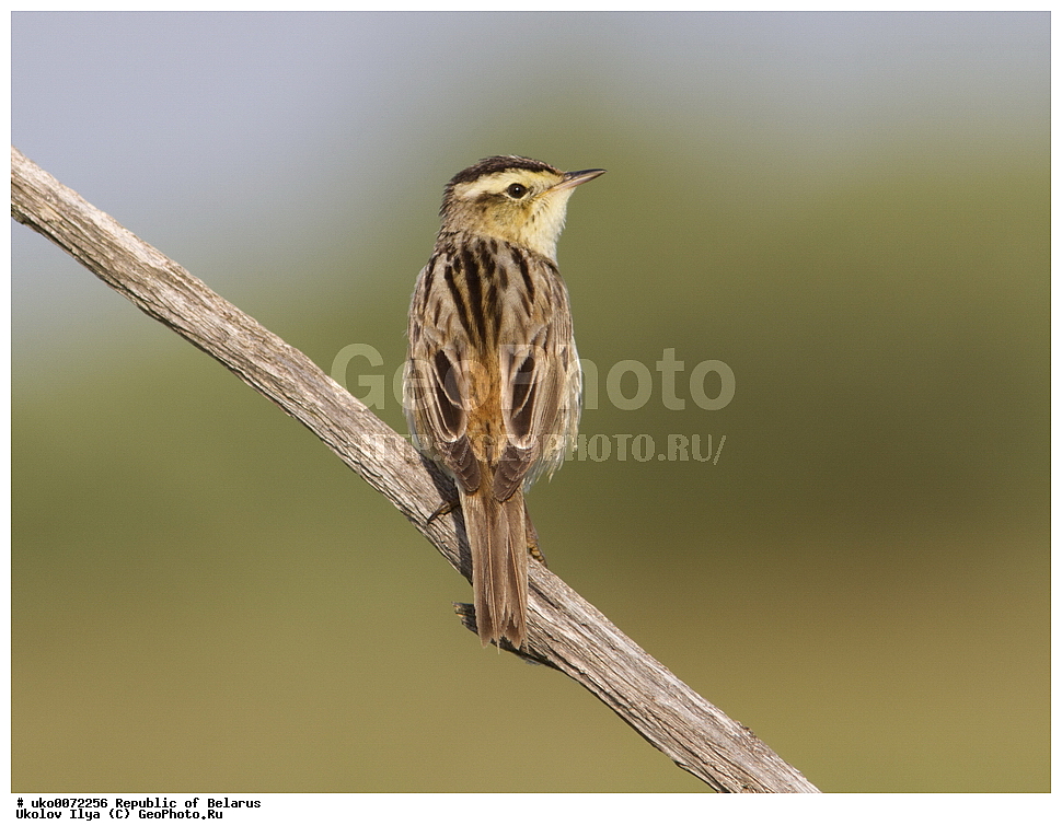 ����������, ��������, ���������� ��������, ��������, ��������, �����, �����, ��������, �����������, XYZ, ���������, Sylviidae, ��������� ���������, ��������� ��������� , ��������� ���������, Acrocephalus paludicola