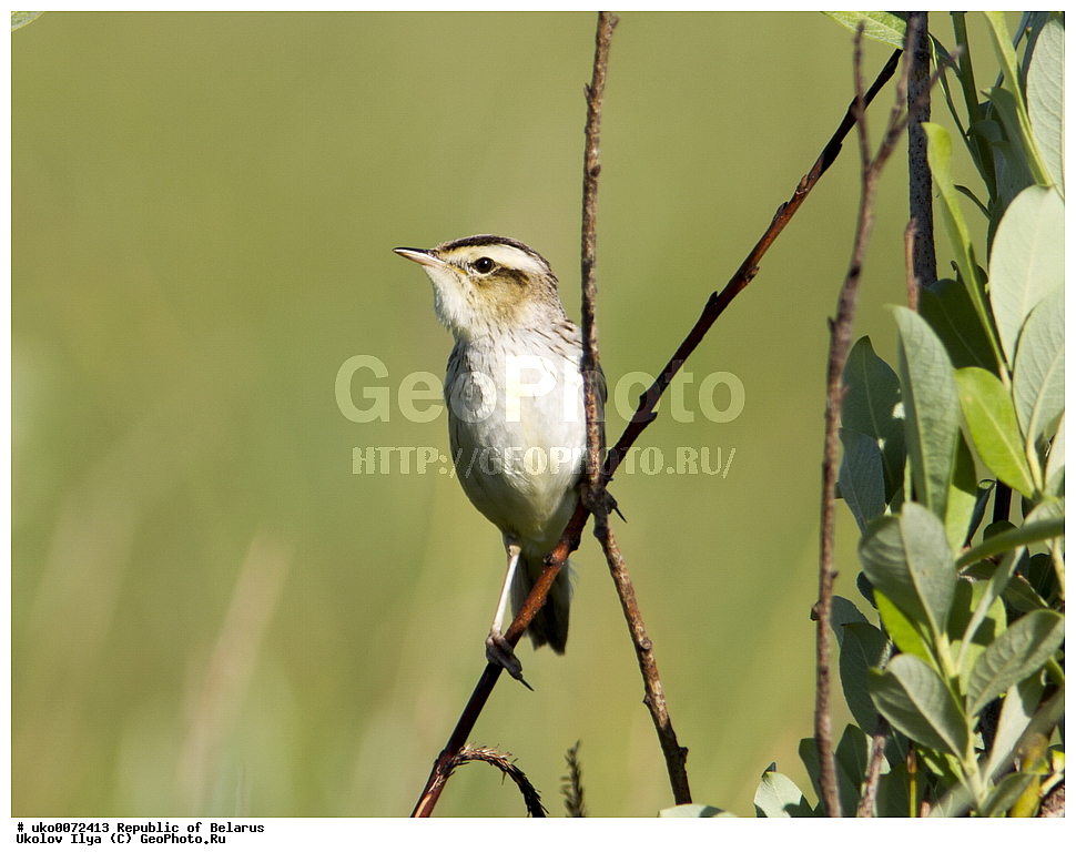 ����������, ��������, ���������� ��������, ��������, ��������, �����, �����, ��������, �����������, XYZ, ���������, Sylviidae, ��������� ���������, ��������� ��������� , ��������� ���������, Acrocephalus paludicola