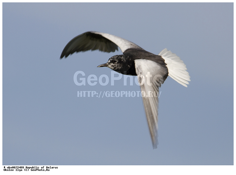 ����������, ��������, ���������� ��������, ��������, ��������, �����, �����, ��������, �����������, ������� �����, ������� �����,XYZ, ���������, Sternidae, ���������� �������� ������, ���������� ������, Chlidonias leucopterus