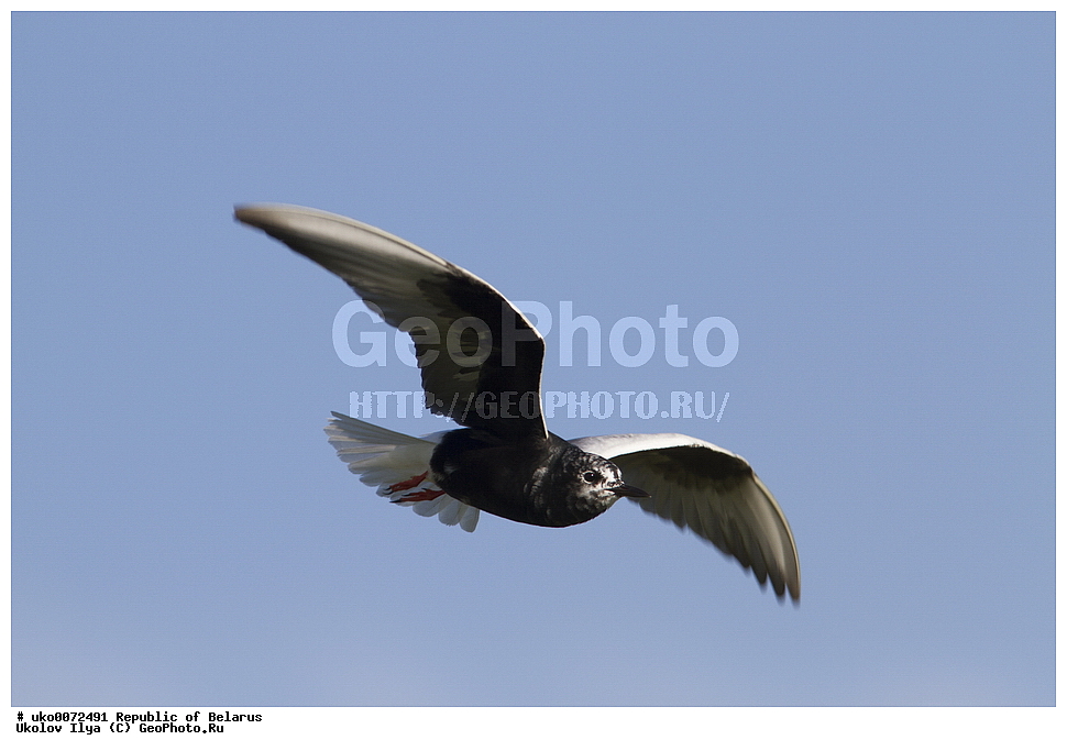 ����������, ��������, ���������� ��������, ��������, ��������, �����, �����, ��������, �����������, ������� �����, ������� �����,XYZ, ���������, Sternidae, ���������� �������� ������, ���������� ������, Chlidonias leucopterus