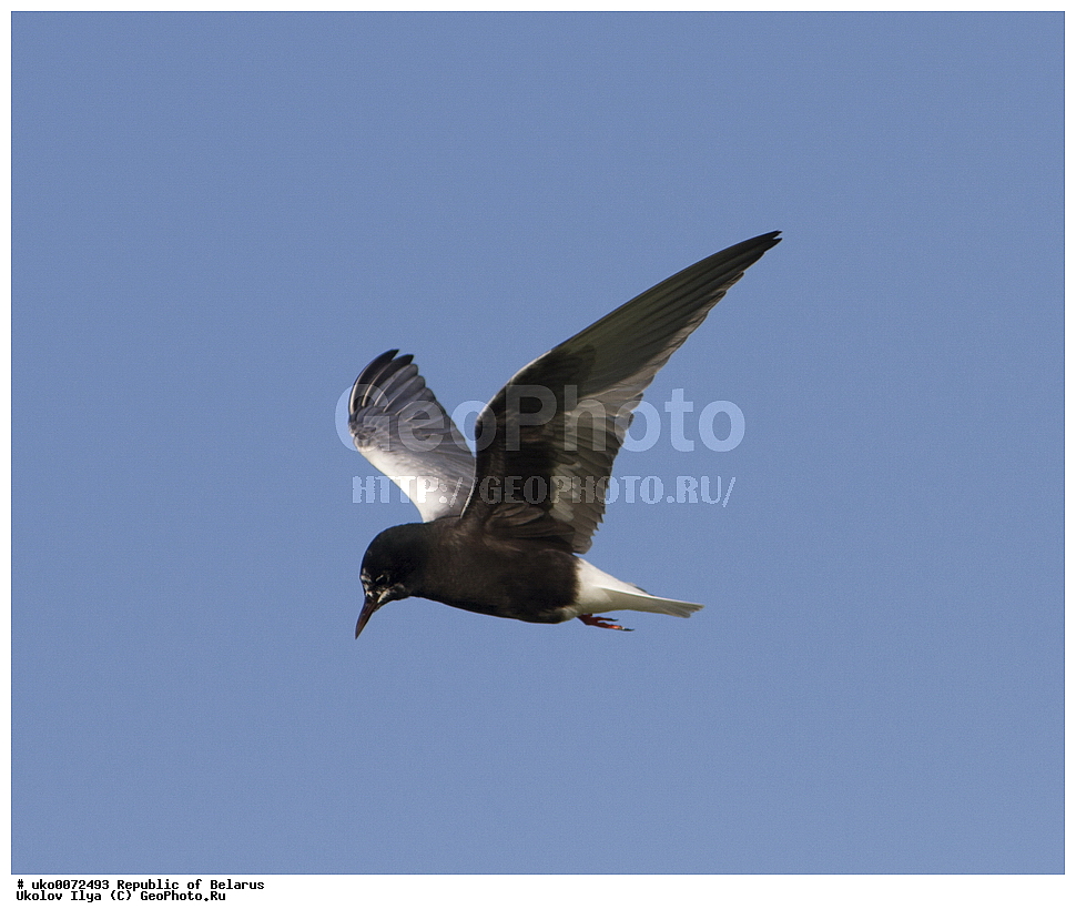 ����������, ��������, ���������� ��������, ��������, ��������, �����, �����, ��������, �����������, ������� �����, ������� �����,XYZ, ���������, Sternidae, ���������� �������� ������, ���������� ������, Chlidonias leucopterus