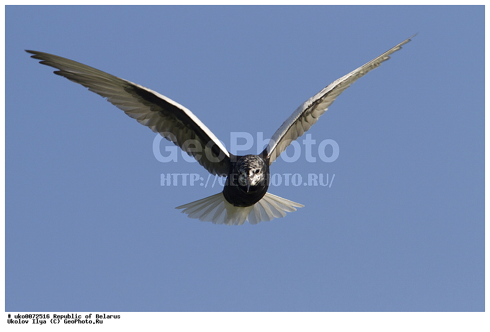 ����������, ��������, ���������� ��������, ��������, ��������, �����, �����, ��������, �����������, ������� �����, ������� �����,XYZ, ���������, Sternidae, ���������� �������� ������, ���������� ������, Chlidonias leucopterus