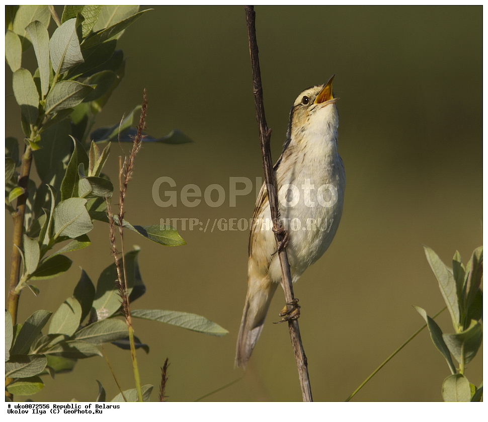 ����������, ��������, ���������� ��������, ��������, ��������, �����, �����, ��������, �����������, XYZ, ���������, Sylviidae, ��������� ���������, ��������� ��������� , ��������� ���������, Acrocephalus paludicola