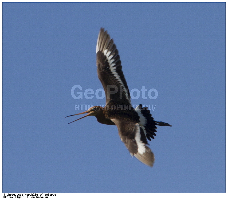 ����������, ��������, ���������� ��������, ��������, ��������, �����, �����, ��������, �����������, �����, ������, XYZ, ���������, Scolopacidae, ������� ����������, �������� �����, Limosa limosa