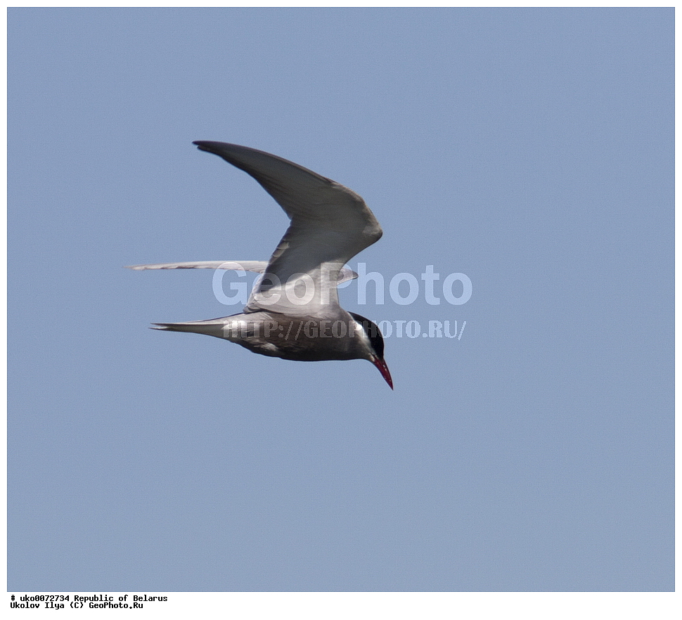 ����������, ��������, ���������� ��������, ��������, ��������, �����, �����, ��������, �����������, ������� �����, ������� �����,XYZ, ���������, Sternidae, ��������� �������� ������, ��������� ������, ��������� ������, ��������� �������� ������, ������ ������, Chlidonias hybrida, Chlidonias hybridus