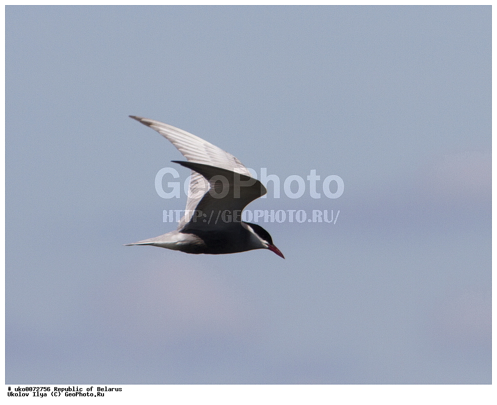 ����������, ��������, ���������� ��������, ��������, ��������, �����, �����, ��������, �����������, ������� �����, ������� �����,XYZ, ���������, Sternidae, ��������� �������� ������, ��������� ������, ��������� ������, ��������� �������� ������, ������ ������, Chlidonias hybrida, Chlidonias hybridus